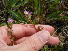 Trifolium resupinatum