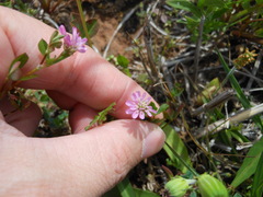 Trifolium resupinatum