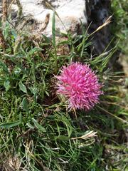 Centaurea borjae