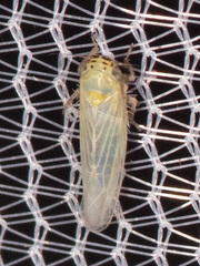 Macrosteles quadrilineatus