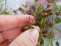 Trifolium resupinatum