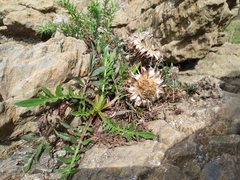 Centaurea borjae