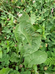 Bistorta officinalis