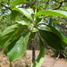 Lebombo Clusterleaf - Photo (c) JMK, some rights reserved (CC BY-SA)