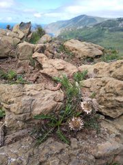 Centaurea borjae
