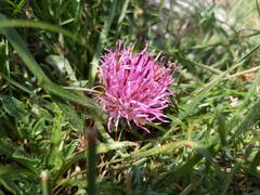 Centaurea borjae