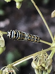 Papilio polyxenes