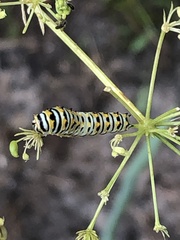 Papilio polyxenes