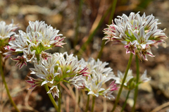 Allium lacunosum