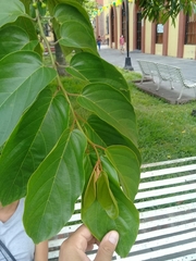 Magnoliopsida
