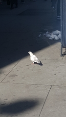 Columba livia domestica