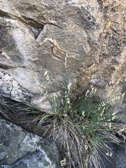 Melica stricta