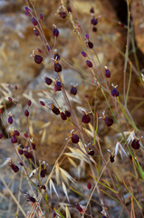 Streptanthus glandulosus niger