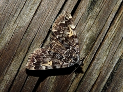 Idia calvaria