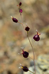 Streptanthus glandulosus niger