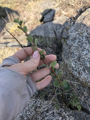 Holodiscus discolor discolor