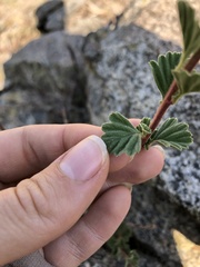 Holodiscus discolor discolor