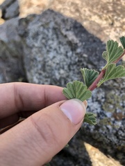 Holodiscus discolor discolor