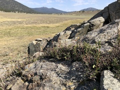 Holodiscus discolor discolor