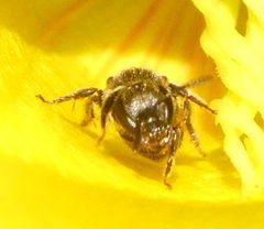 Lasioglossum