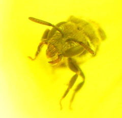 Lasioglossum