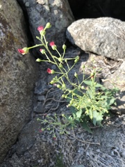 Scrophularia desertorum
