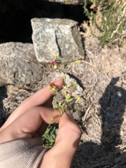 Scrophularia desertorum