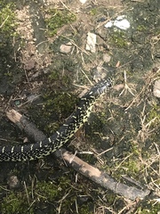Lampropeltis