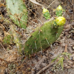 Opuntia guatemalensis