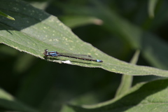 Enallagma geminatum