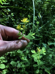 Hypericum ellipticum