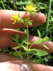 Hypericum ellipticum