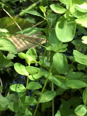 Hypericum ellipticum