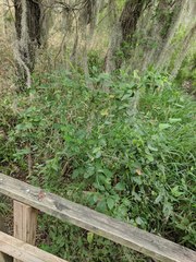 Cocculus diversifolius