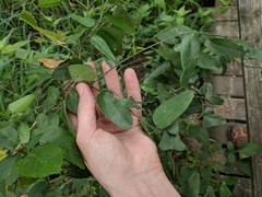 Cocculus diversifolius