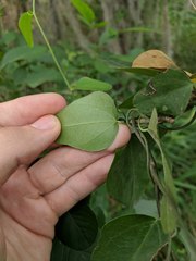 Cocculus diversifolius