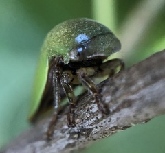 Hebetica sylviae
