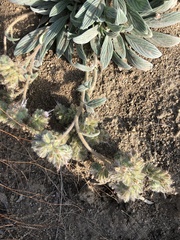 Phacelia mutabilis