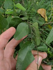 Cocculus diversifolius