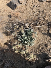 Phacelia mutabilis