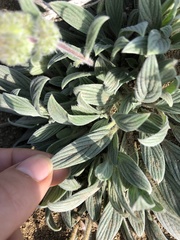Phacelia mutabilis
