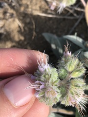 Phacelia mutabilis