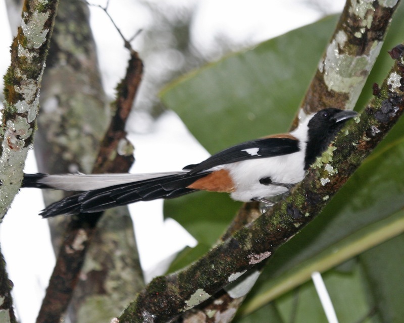 White-bellied Treepie (Dendrocitta leucogastra) photo