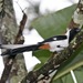 White-bellied Treepie - Photo (c) Lip Kee Yap, some rights reserved (CC BY-SA)