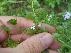 Clinopodium brownei