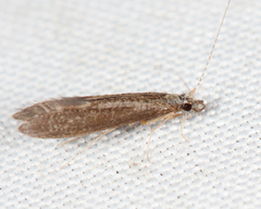Leptocerus americanus