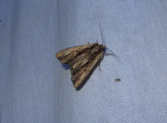 Apamea verbascoides