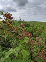 Rubus ablatus