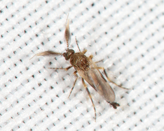 Forcipomyia glauca