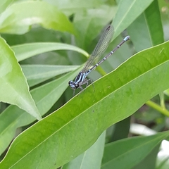 Argia gaumeri
